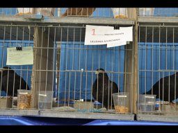 Concurso de Palomas 2012